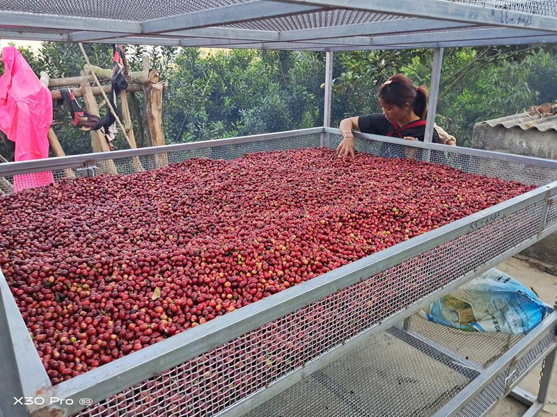 Vì sao hương hoa quả khác nhau: Tọa độ trong tách của năm vùng trồng