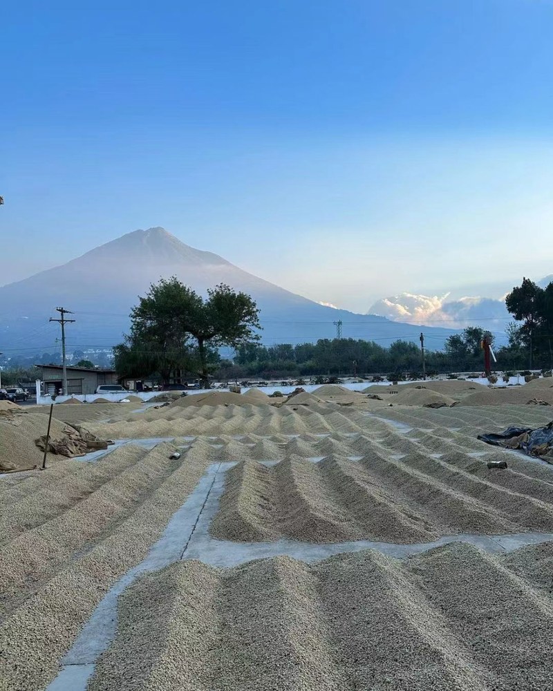 Từ hương hoa cao nguyên đến vị ngọt đậm đà của hải đảo: Tọa độ phong thổ của cà phê Mỹ