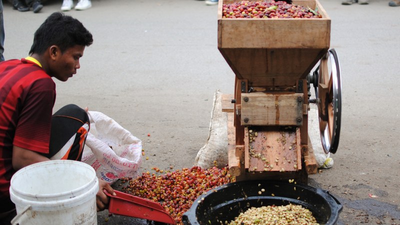 Bản đồ hương vị ấm pha Moka: Cách chọn hạt từ châu Phi đến châu Á