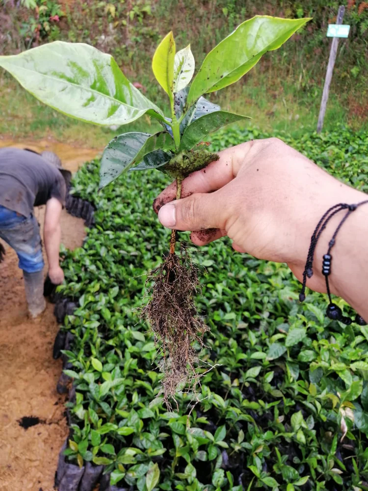 Bản đồ hương vị vùng miền trong ấm Moka