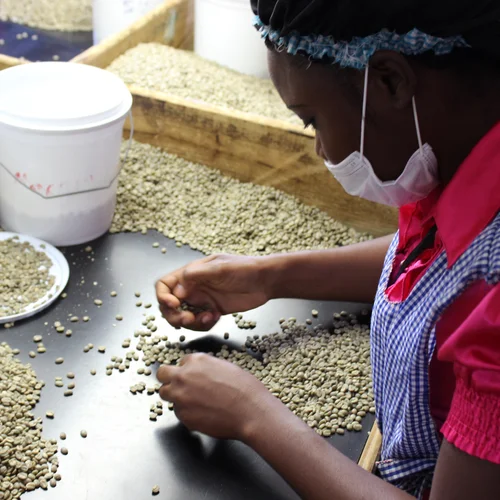 Đối chiếu phong thổ năm vùng: Yirgacheffe nên bắt đầu uống từ hương thơm nào