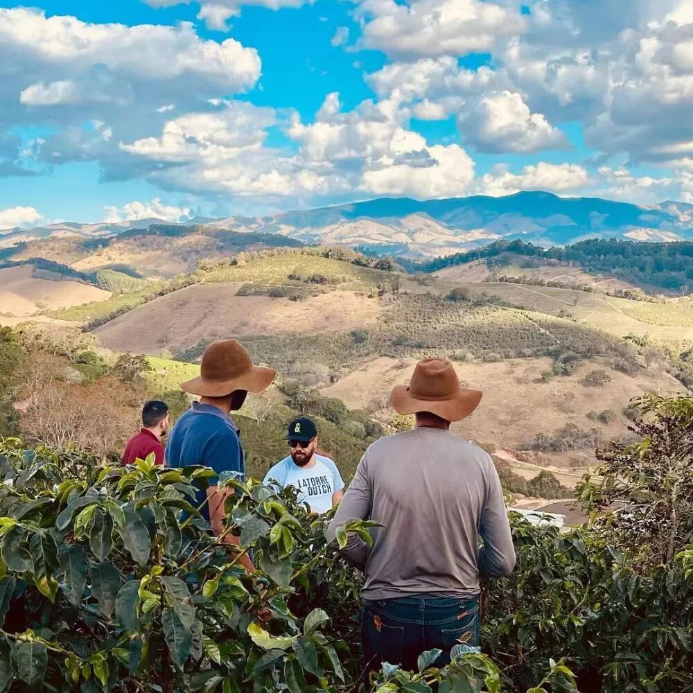 Cà phê Papua New Guinea được phân loại như thế nào?