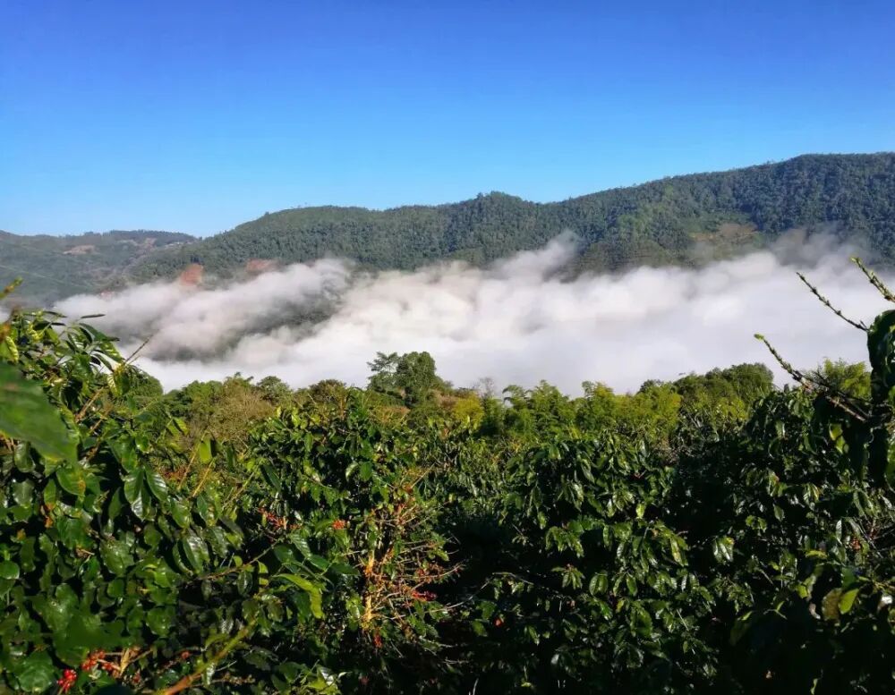 Giống Catimor là Arabica hay Robusta?