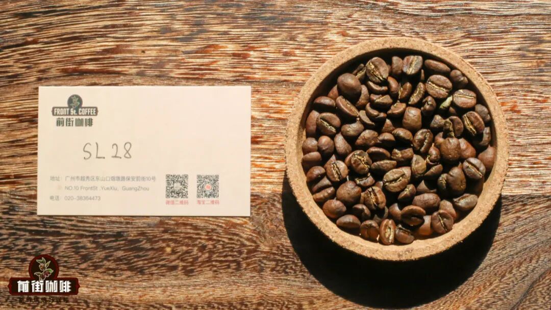 SL28, giống cà phê ngôi sao của Kenya!
