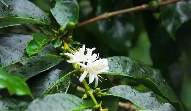 Giải thích chi tiết năm hệ thống phân loại chính của cà phê làng Gesha!