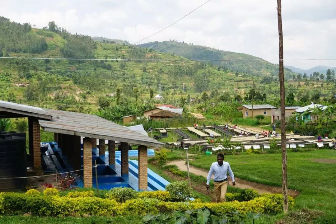 “Trái tim châu Phi”, giới thiệu vùng trồng cà phê Rwanda!