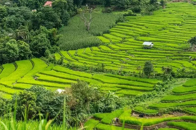 Trái cây nhiệt đới phóng khoáng từ châu Phi và vị ngọt dịu từ Trung-Nam Mỹ: Tìm kiếm hương trái cây khi pha pour-over qua các vùng trồng