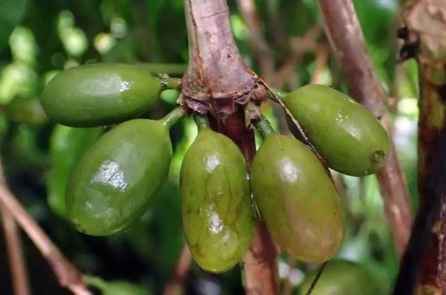 Phong thổ mỗi châu lục đều có tính khí riêng: Bản đồ hương vị địa lý của hạt cà phê đặc sản Ý