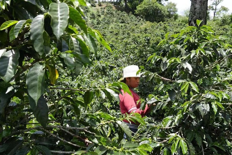 Hoa quả châu Phi, caramel châu Mỹ và thảo mộc châu Á, hòa quyện phong thổ của các vùng trồng khác nhau vào sữa nóng